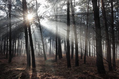 Brouillard dans la forêt sur Anya Lobers
