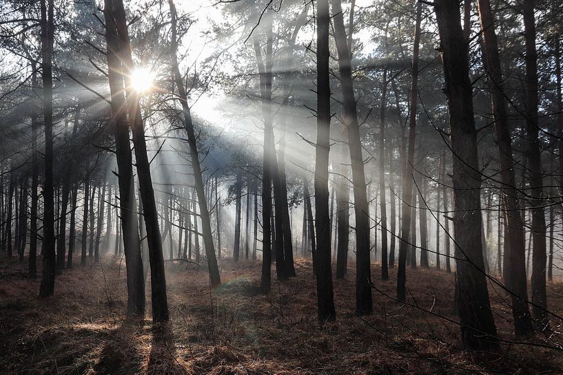 Brouillard dans la forêt par Anya Lobers