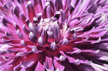 Dahlia van Violetta Honkisz