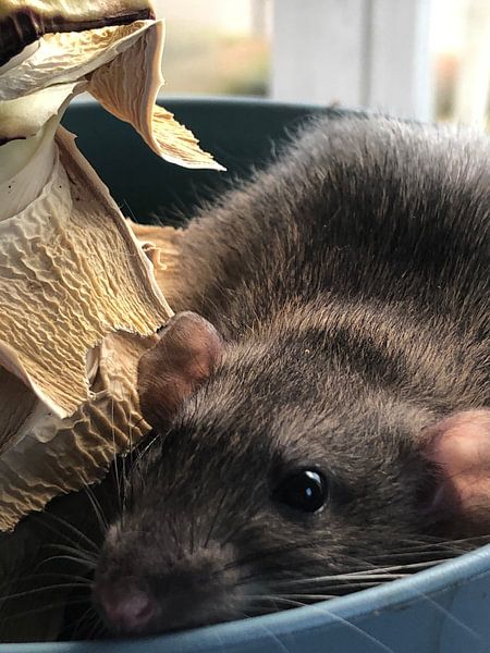 The rat van Kirsten Nilis