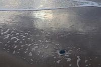 Echoes of the Tide