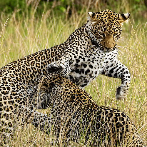 Leopards at play