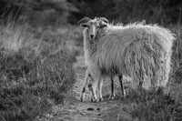 Moutons et agneaux - noir et blanc