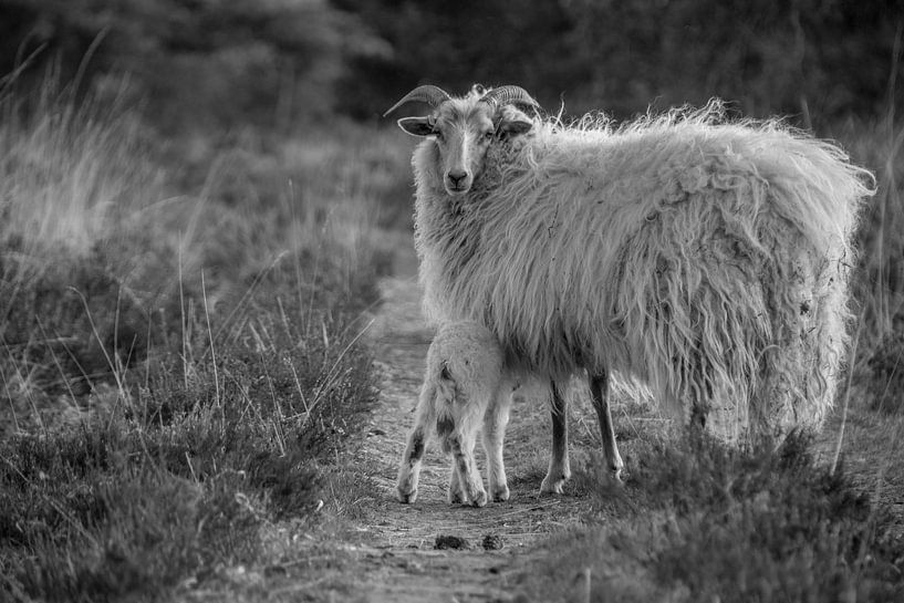 Sheep and lamb - black and white by Sylvia Schuur