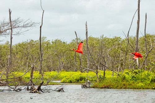 Rode Ibis vliegend over het meer van Bigi Pan in Suriname