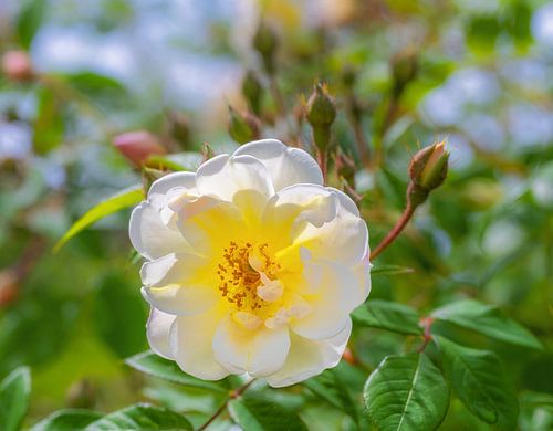 Fleur blanche d'un rosier rampant
