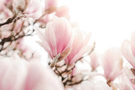 Magnolia van Melissa Peltenburg