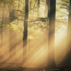 Sonne harft Wald von Danielle de Graaf