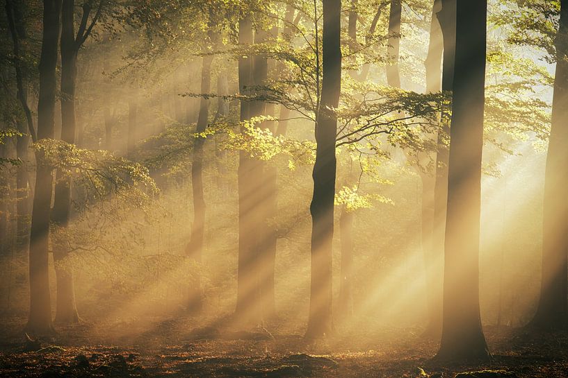 Le soleil harpe la forêt par Danielle de Graaf