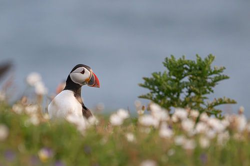 Papagaaiduiker tussen de bloemen