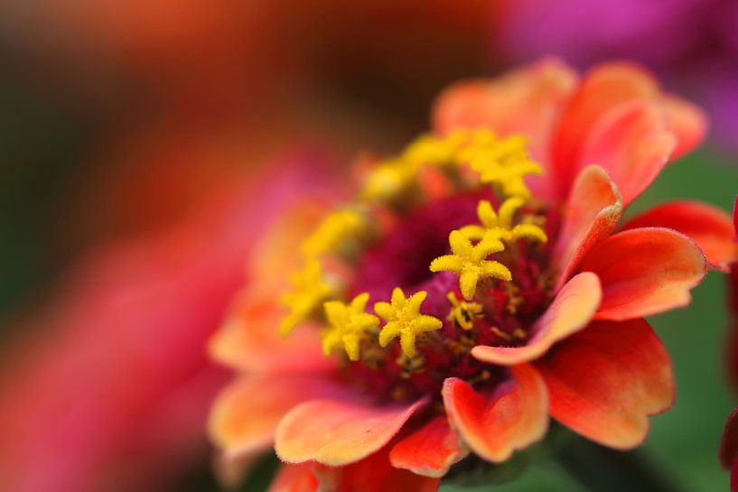 Zinnien von Klaus-Dieter Schulze