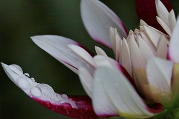 Wassertropfen auf Dahlienknopf von Gerda de Voogd