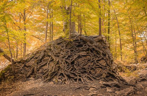 Survival of the fittest