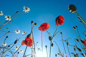 Laag bij de grond gefotografeerde klaprozen en madeliefjes bij volle zon