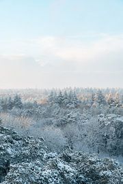 Winter forest by Myrthe Vlasveld