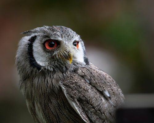 Dwarf owl