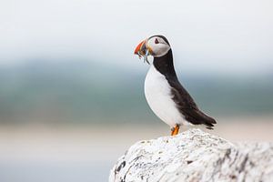 puffin with fish by Pim Leijen