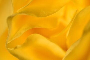 Detail gele roos liggend van Sascha van Dam