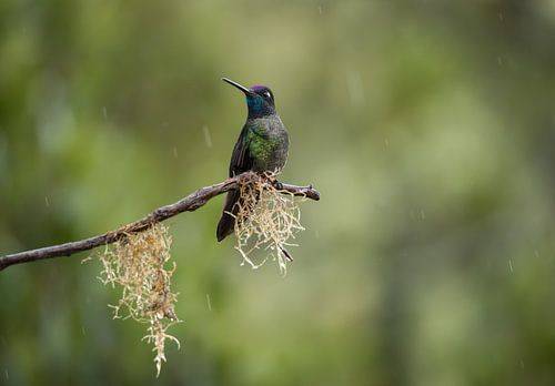 Hummingbird in the rain