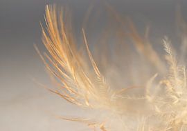 Feather in colour by Greetje van Son