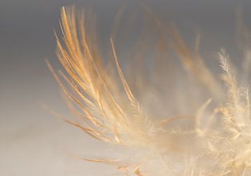 Feather in colour van Greetje van Son