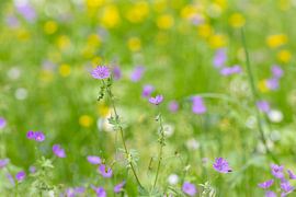 Meadow with flowers by Christina Neuhaus-Petrosino