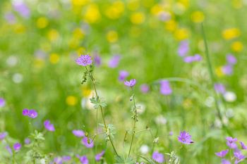 Prairie fleurie