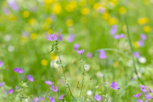 Weide met bloemen