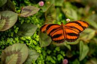Bring Nature Into Your Home with Our Beautiful Butterfly Prints