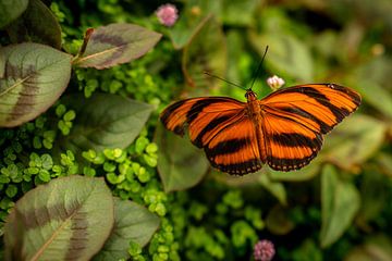 Breng de Natuur in Huis met Onze Prachtige Vlinderprints van TCPhoto.nl