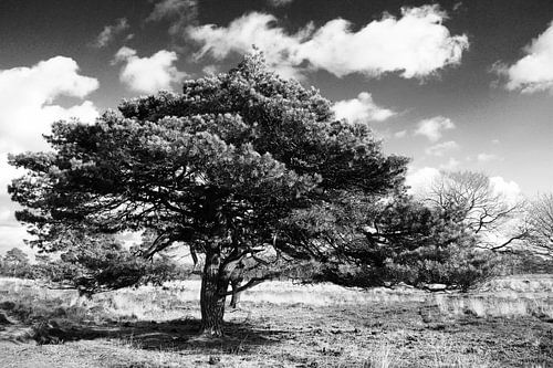 Leersumse velden von Juliette van de Klashorst