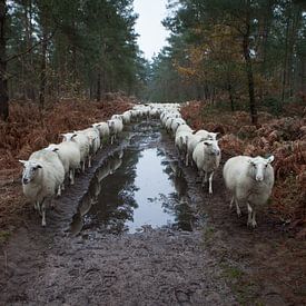 In twee nette rijen sur Marc Baars