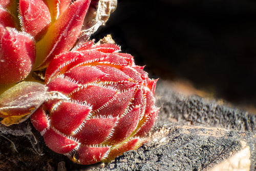 Red houseleek bud