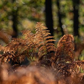 Sphères d'automne sur Yvonne van der Meij