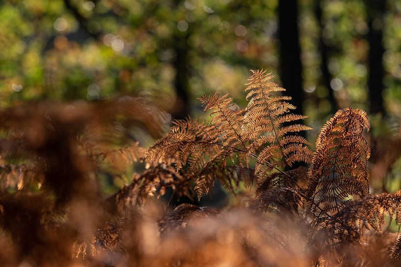 Autumn Spheres by Yvonne van der Meij