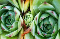 Siamese twins succulent