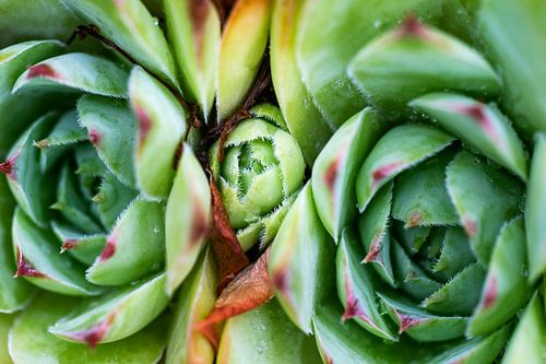 Siamesische Zwillinge saftig