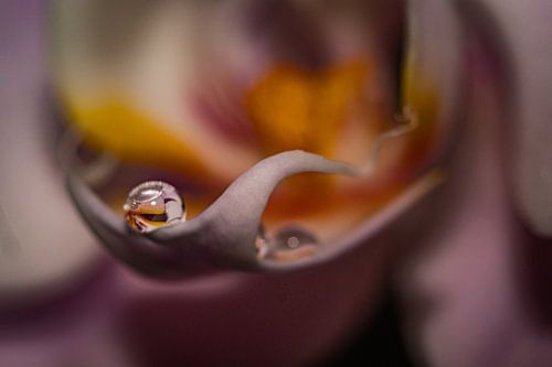 Orchidee mit Wassertropfen