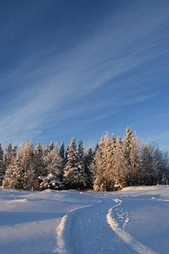 Een besneeuwd bos aan het einde van de winterdag van Claude Laprise
