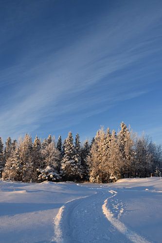 Een besneeuwd bos aan het einde van de winterdag