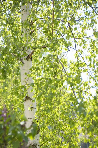 Birkenstamm in der Frühlingssonne