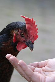 Buntes Huhn bekommt Futter von Harrie Beuken