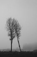 Winterse bomen. Landschap. Zwart-wit