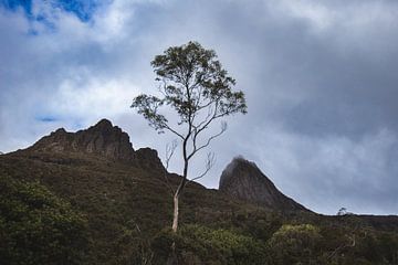 Arbre de la montagne du berceau sur Ronne Vinkx