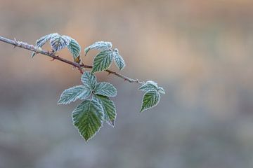 Des feuilles congelées à l'heure d'or sur John van de Gazelle fotografie