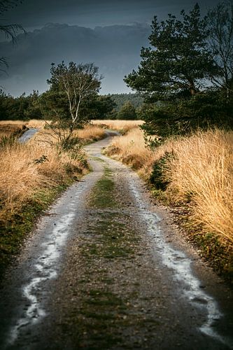 Endless strolling van Nanouk el Gamal - Wijchers (Photonook)