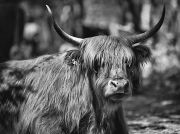Schottischer Highlander in den Wäldern! von Peter Haastrecht, van
