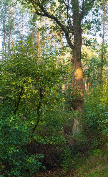 Trees Dwingelderveld during sunrise (Netherlands) by Marcel Kerdijk