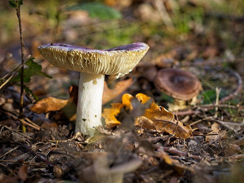 Champignon par Rob Boon