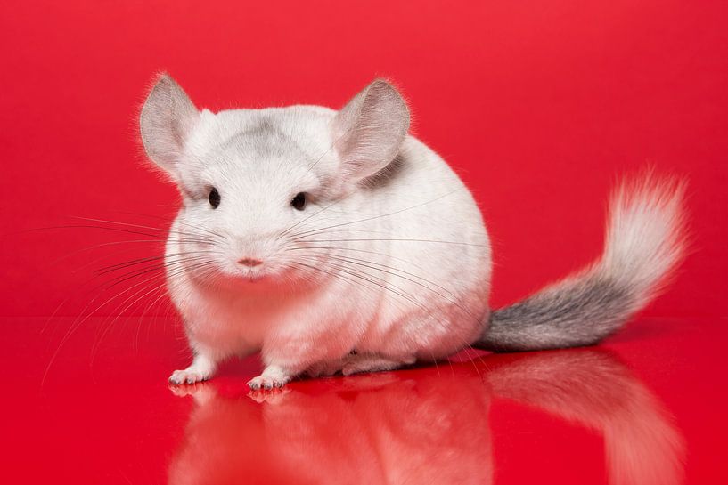 Beautiful white chinchilla on a red background by Elles Rijsdijk